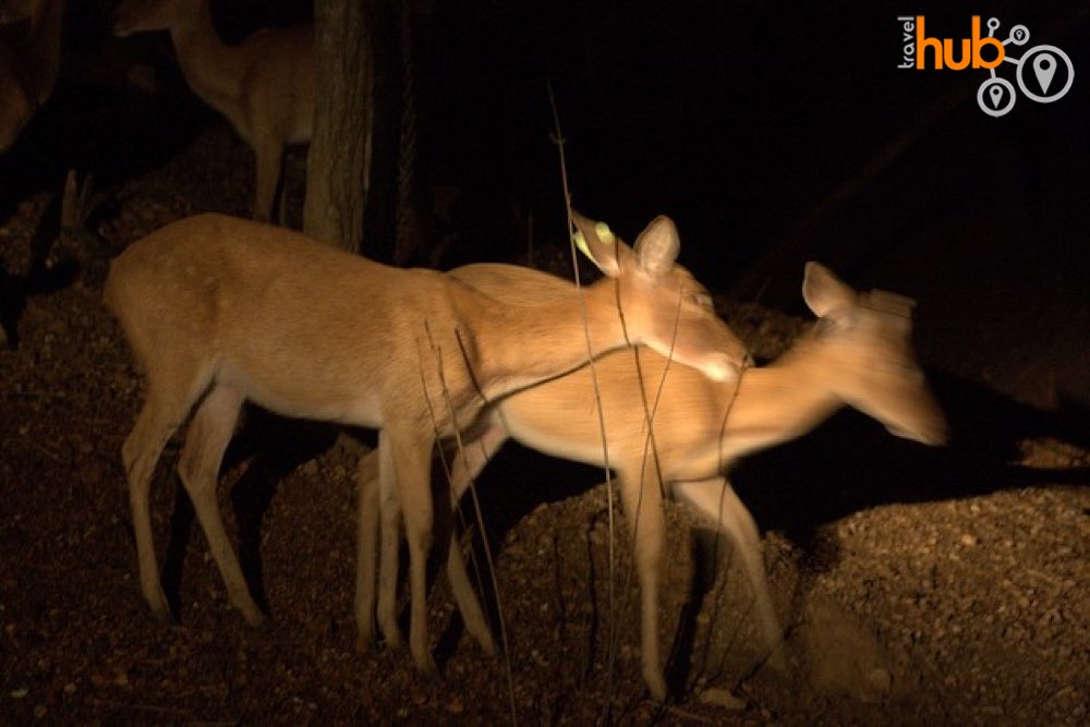 Deer at the Chiang Mai Night Safari