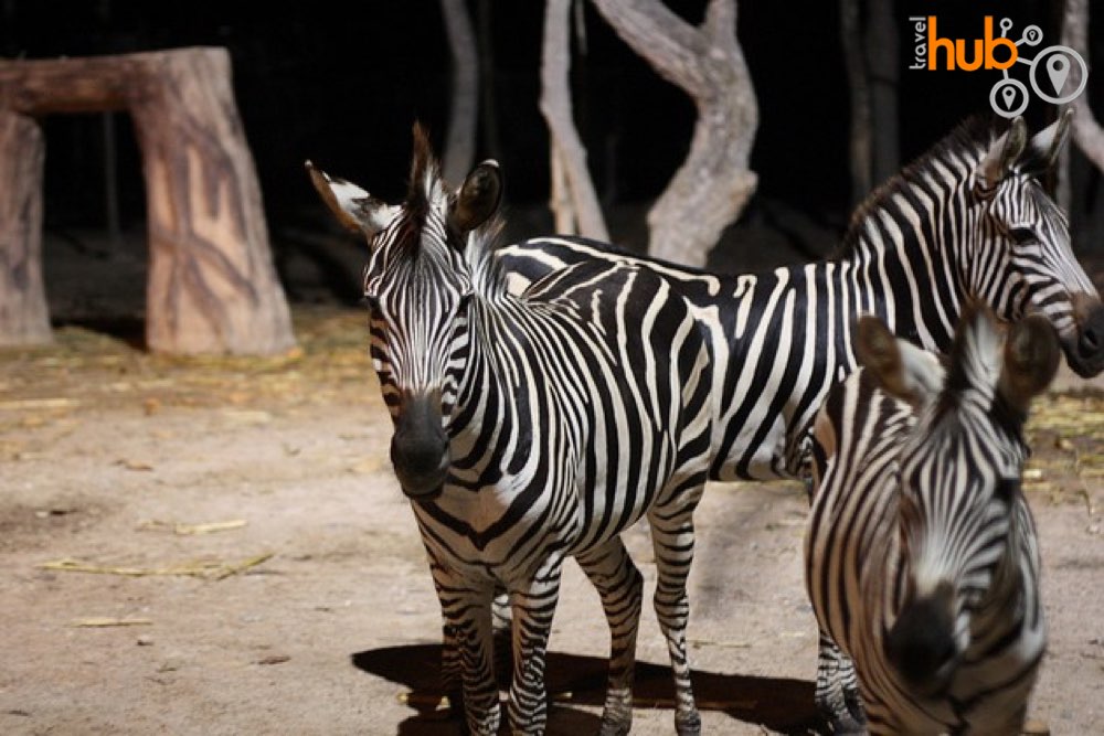 Zebras at Chiang Mai Night Safari