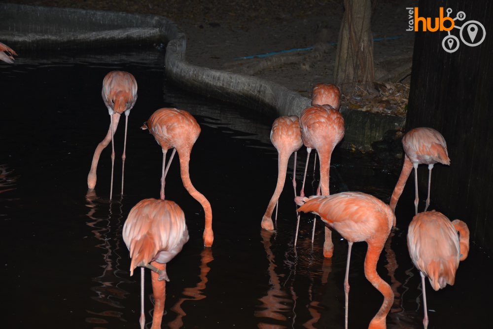 Flamingoes