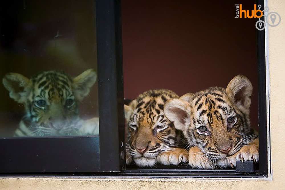 If big tigers are not for you you can play with the cubs