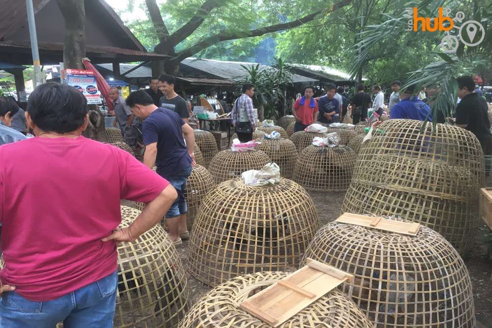 If you are travelling on a Saturday we will make a stop at the Sanpatong Buffalo Market