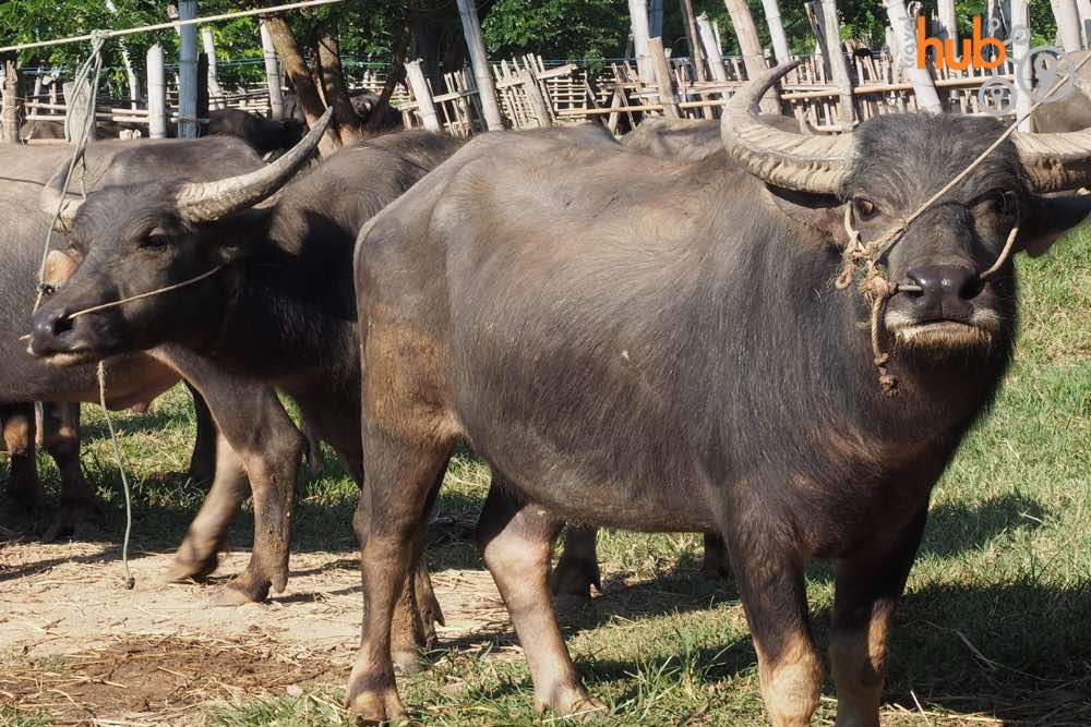 Buffaloes are traded every Saturday at The Sanpatong Buffalo Market