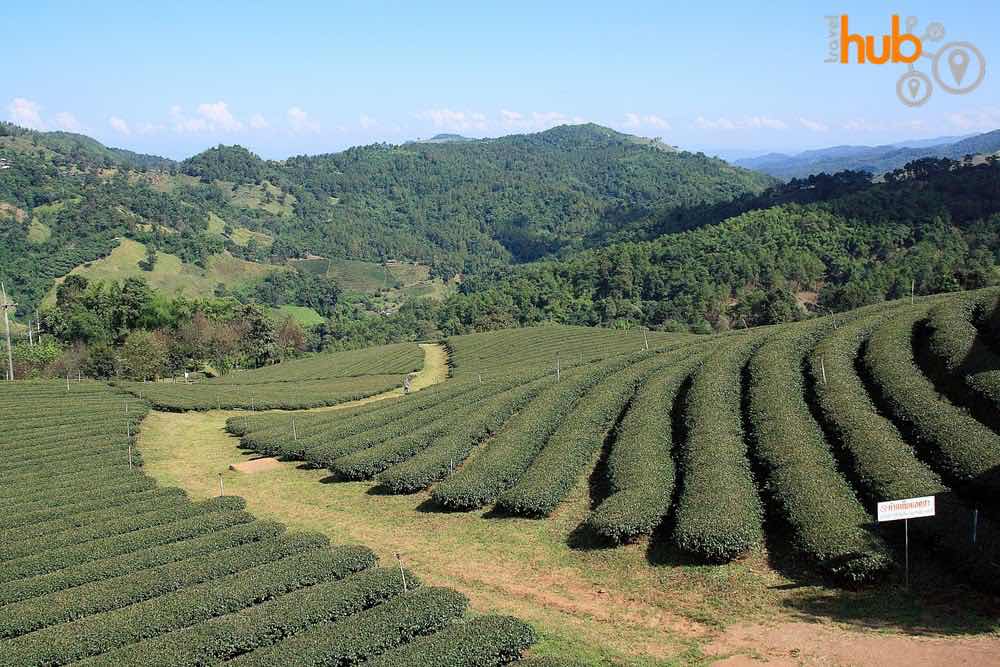 You will visit the tea plantation....