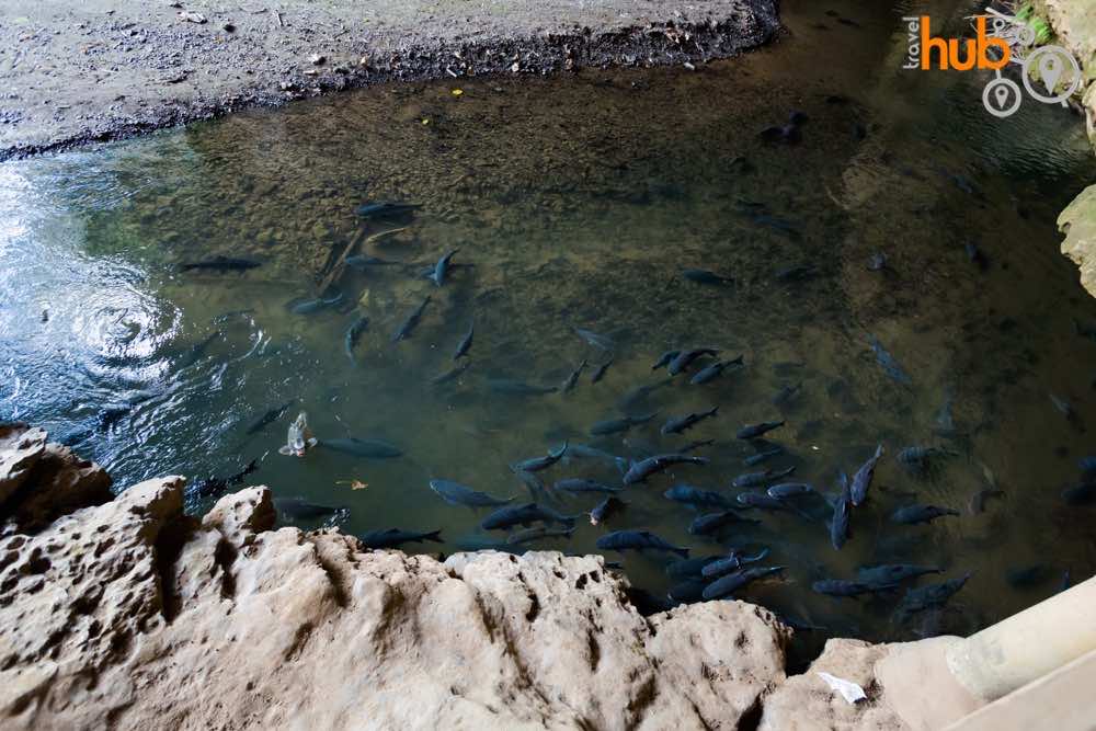 Before we reach the provincial town of Mae Hong Son we will stop at The Fish Caves