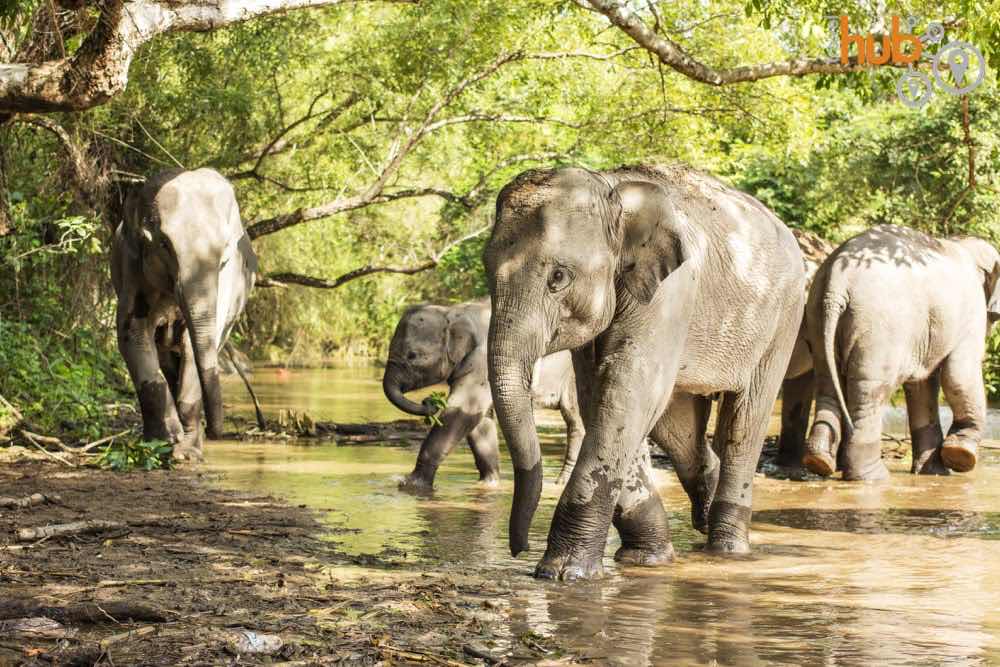 Spend a day with some well cared for elephants