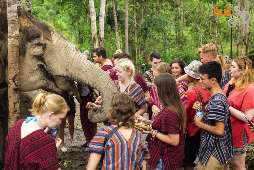 Getting to know the elephants at The Elephant Jungle Sanctuary