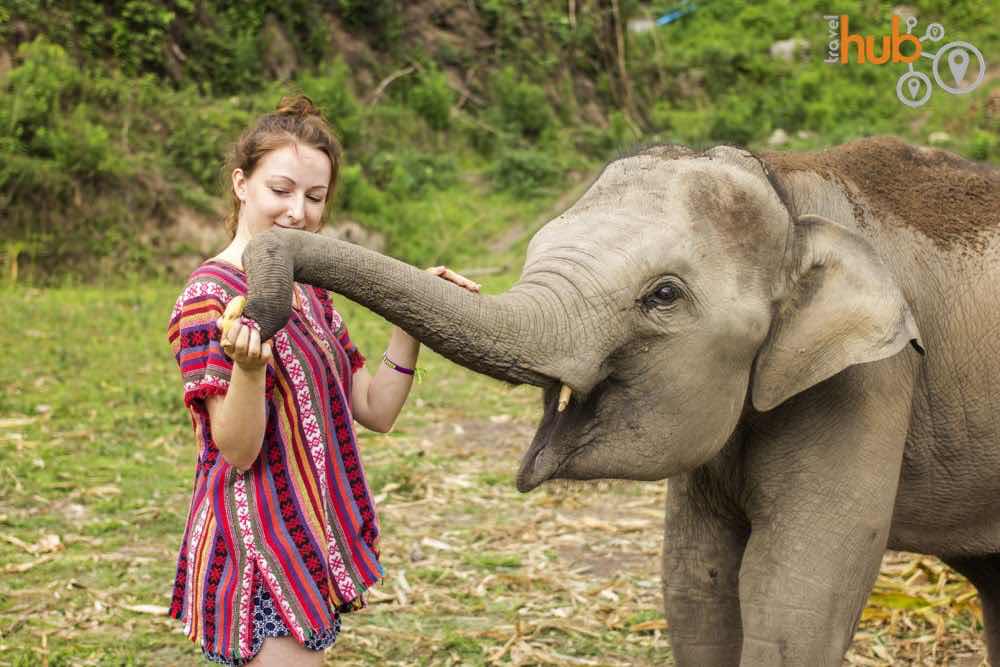 The half day Elephant Jungle Sanctuary experience