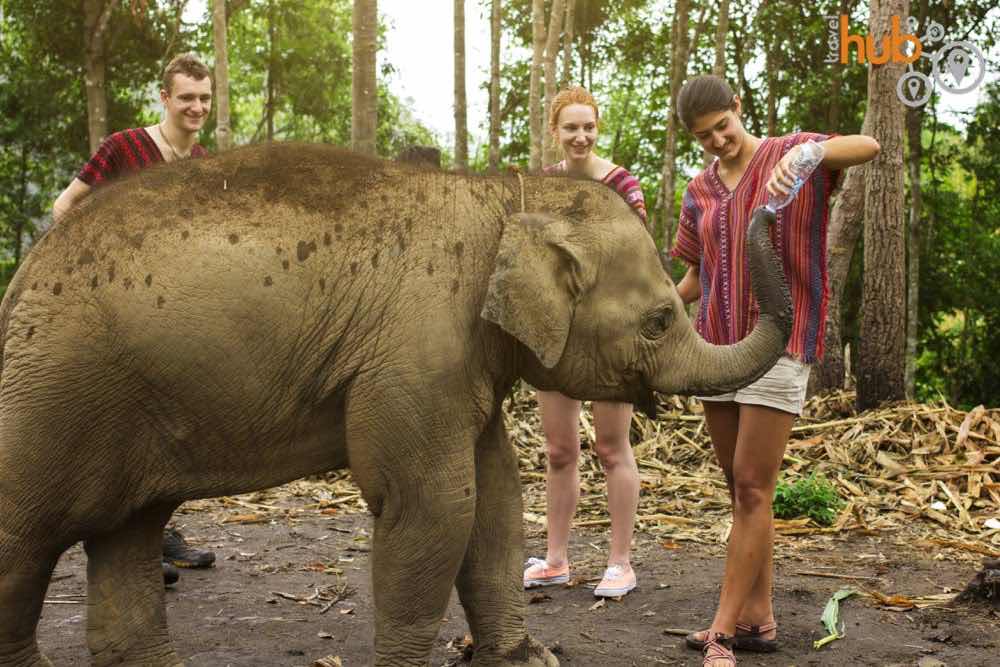 You will have plenty of opportunity to get up close and personal with the elephants