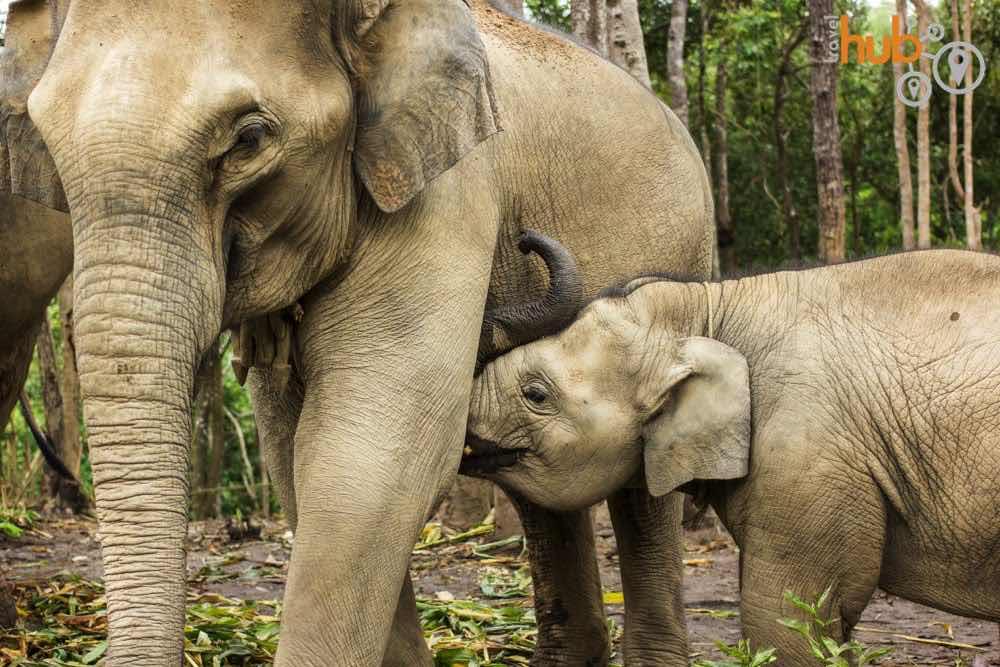 there is no elephant riding at The Elephant Jungle Sanctuary