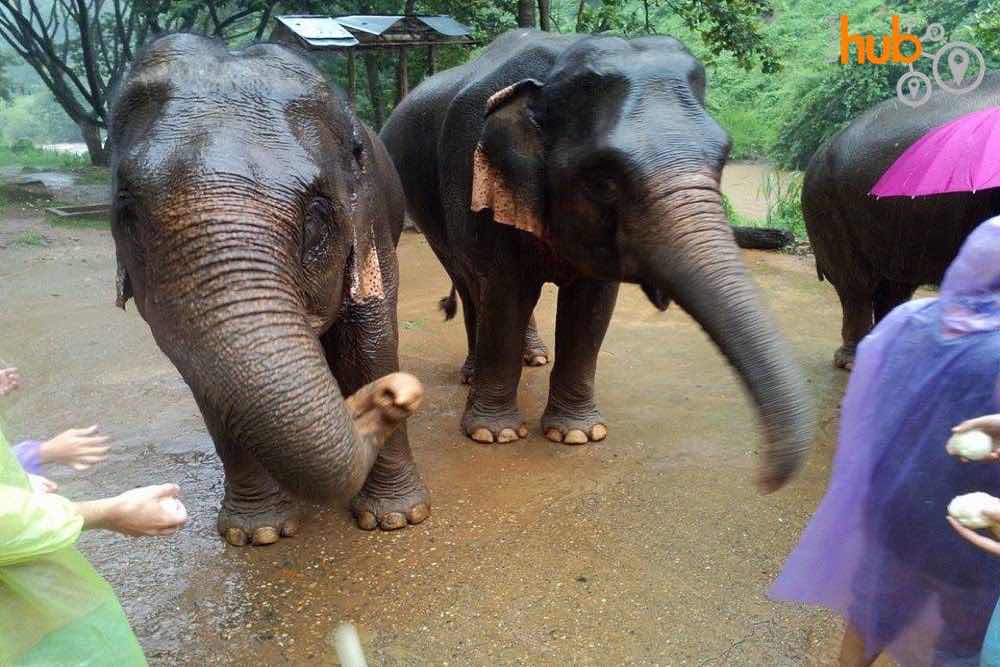 Feeding time for the elephants