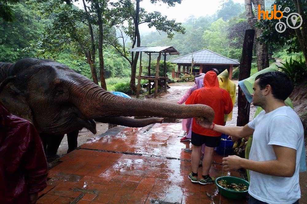 On arrival at the elephant camp you well get to know the elephants