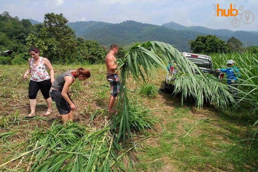 You might have to go out and collect food for the elephants too.