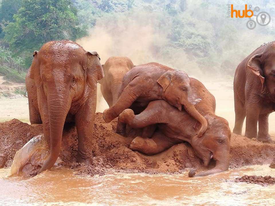 Elephant Nature Park is one of the longest running ethical elephant parks in Thailand
