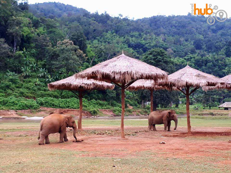 The park offers the elephants plenty of space to raom around
