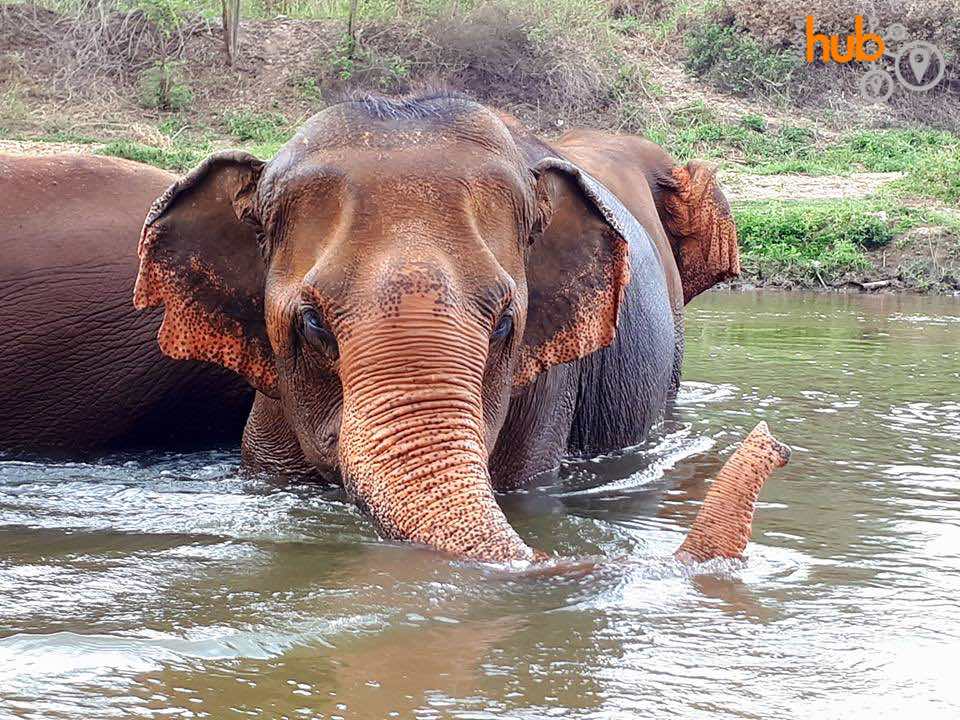 You can observe the elephants bath time at the park