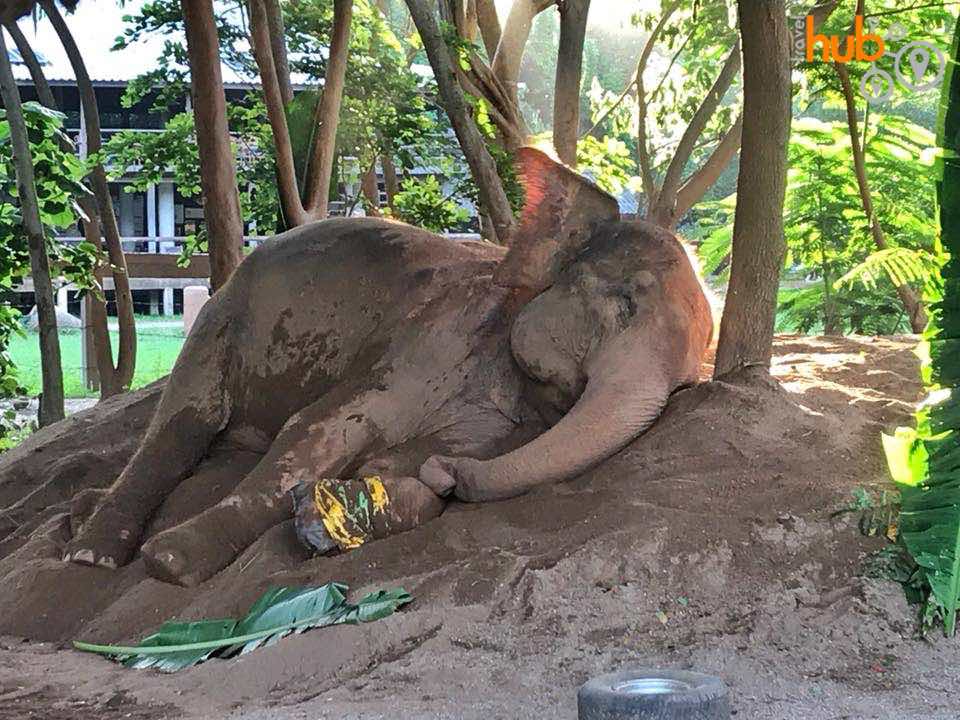 Cooling off on a shady dirt heap on a hot humid day