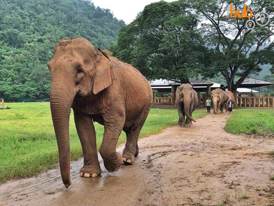 The elephant Nature Park is one of the most ethical elephant parks in Thailand