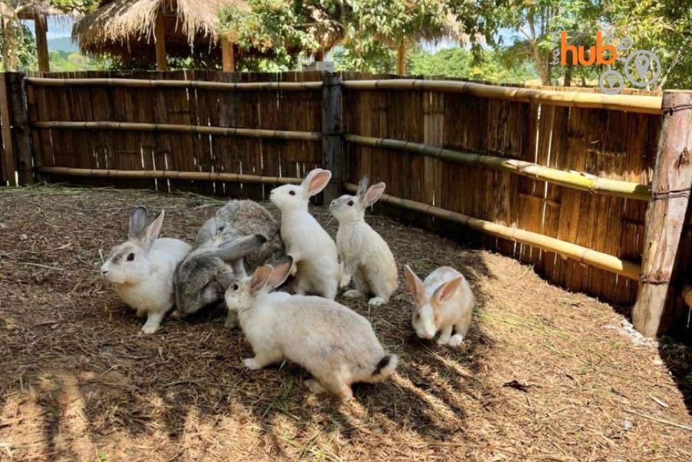 The petting zoo at Singha Park
