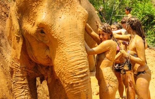 Elephant Jungle Sanctuary full day programme