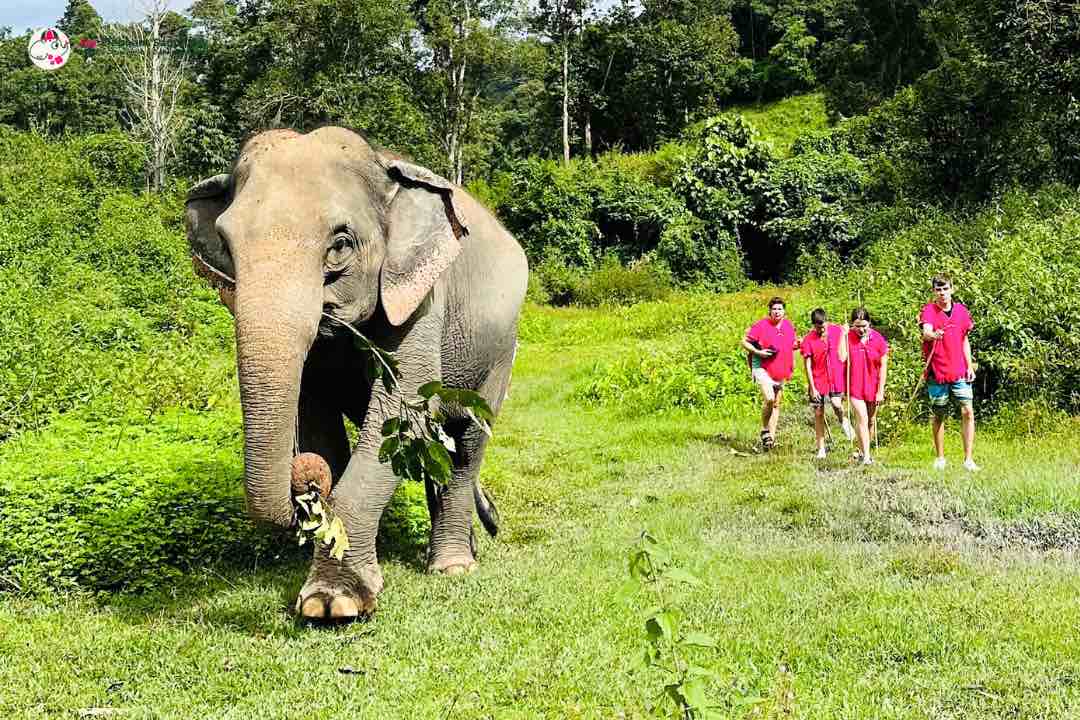 elephant walk in the forst&nbsp;